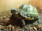 Horsfield : Young approx 4 years old (Timmy)